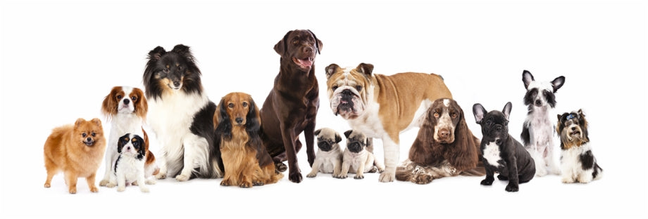 Essential Pet Care Tips for a Happy Life!