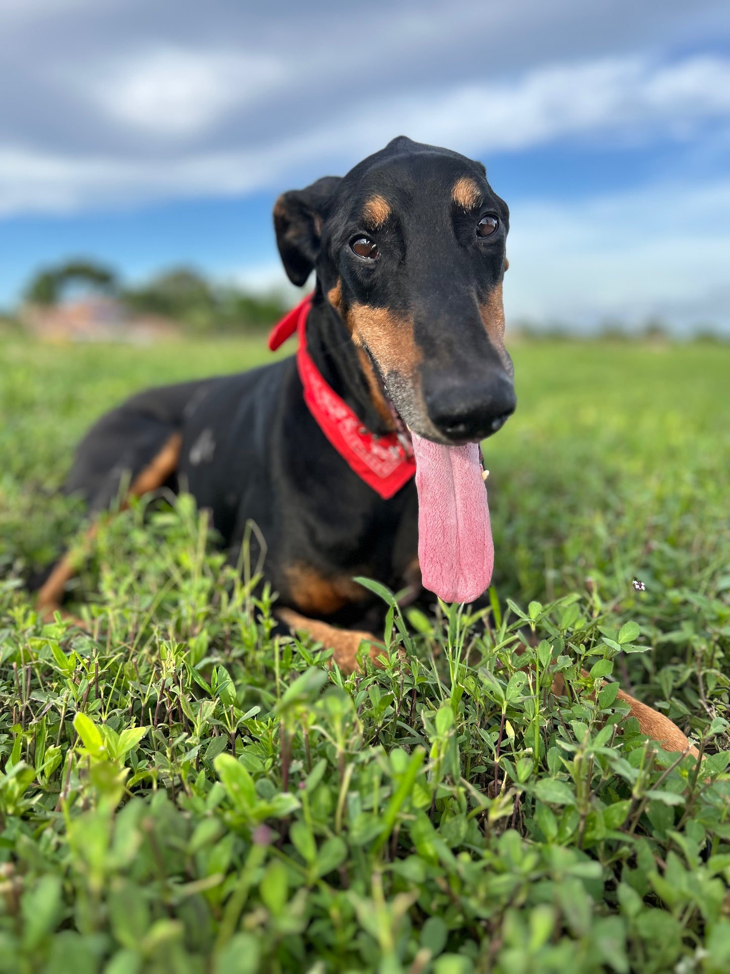 Fashion Pet Bandana Collar