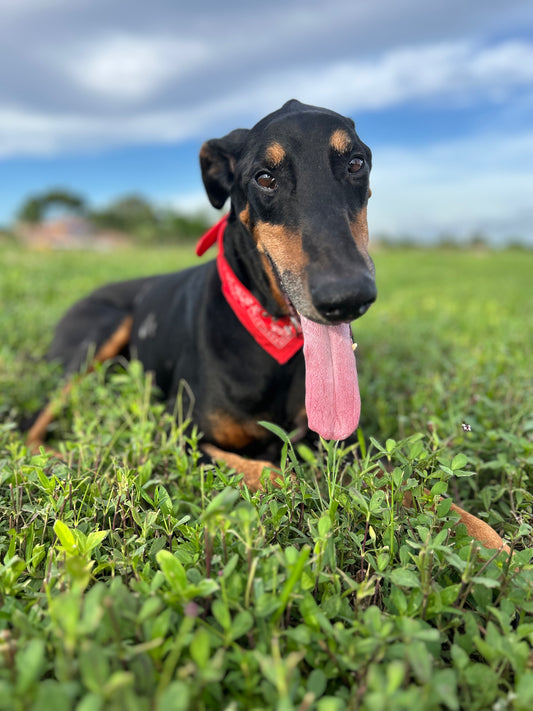 Fashion Pet Bandana Collar