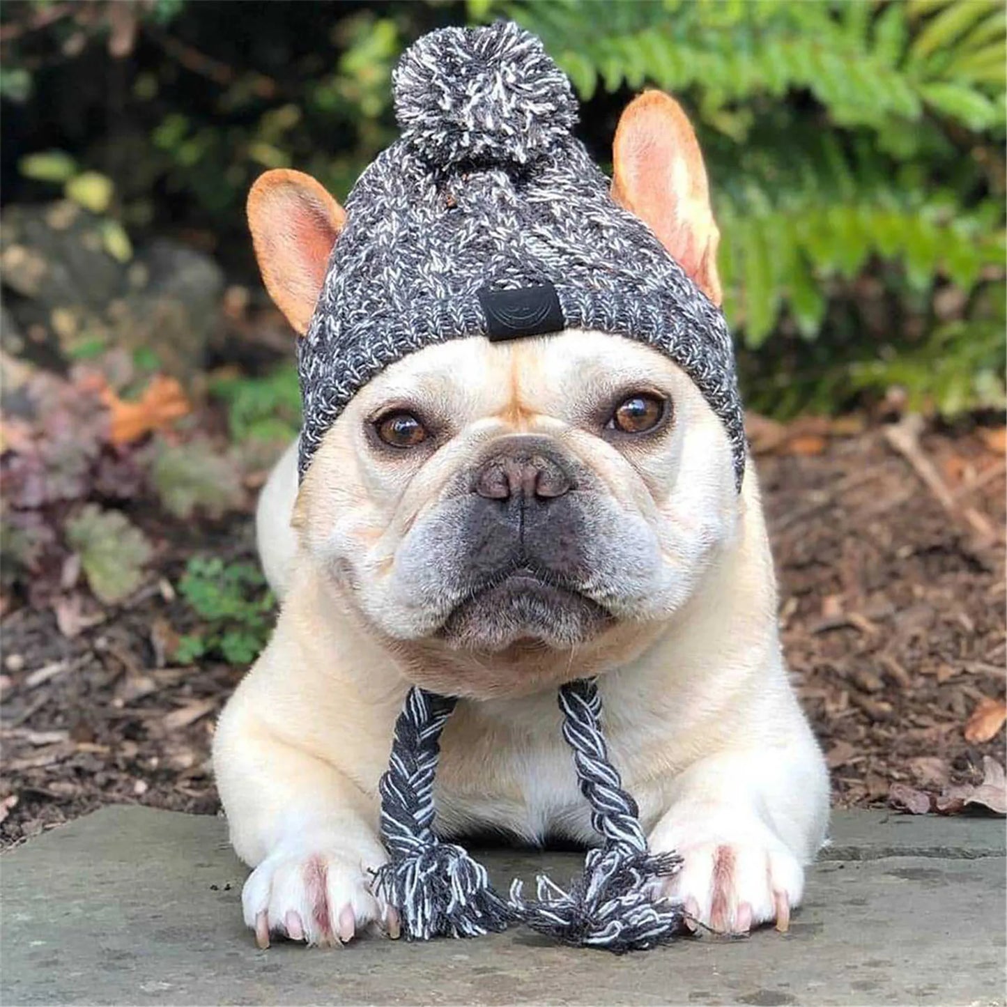 Dog Knitted Hat